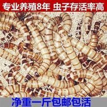 北京和興龍魚(yú)貿(mào)易的蟲(chóng)類有哪些？（北京和興龍魚(yú)貿(mào)易有限公司）