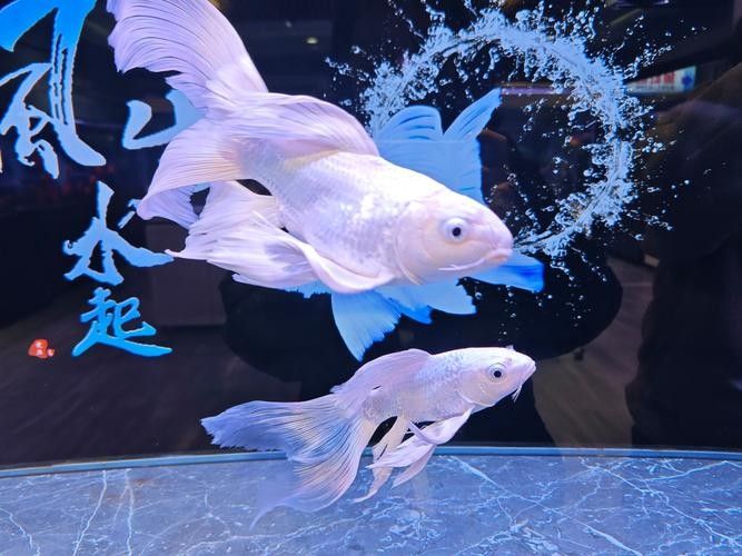 沈陽龍魚市場哪個最靠譜（沈陽龍魚市場哪個市場最靠譜）