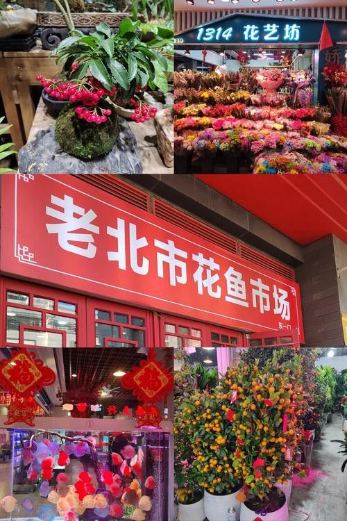 沈陽龍魚市場哪個最靠譜（沈陽龍魚市場哪個市場最靠譜）