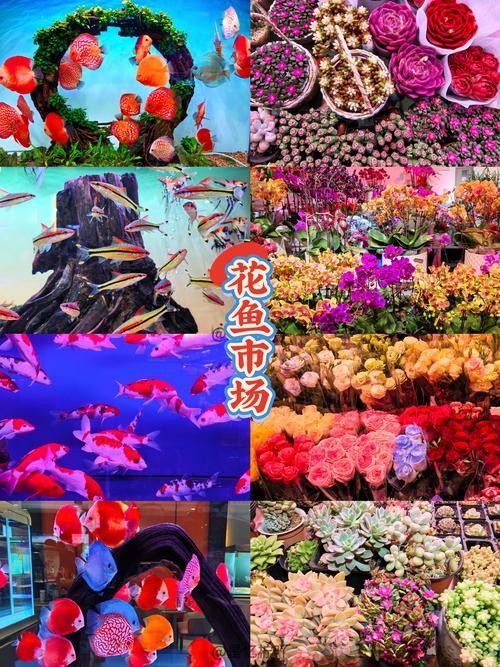沈陽龍魚市場哪個最靠譜（沈陽龍魚市場哪個市場最靠譜）