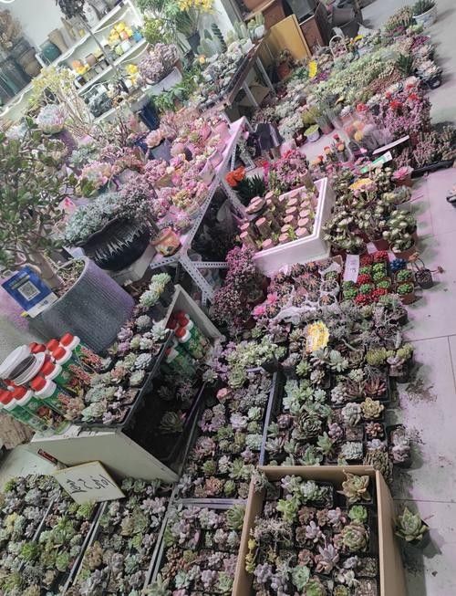 沈陽龍魚市場哪個最靠譜（沈陽龍魚市場哪個市場最靠譜）