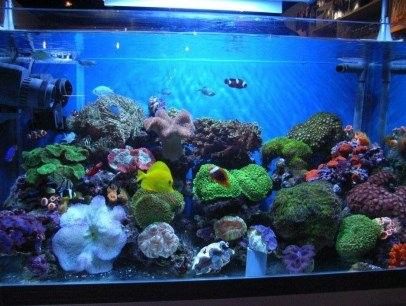 如何聯系北京大型水族市場（北京主要大型水族市場聯系方式及地址信息及地址信息）