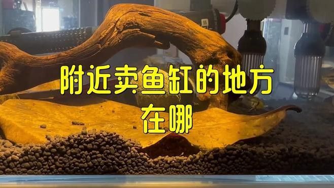 如何聯系北京大型水族市場（北京主要大型水族市場聯系方式及地址信息及地址信息）
