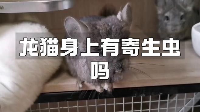 如何預防龍貓感染賈第鞭毛蟲？（如何預防龍貓感染賈第鞭毛蟲）