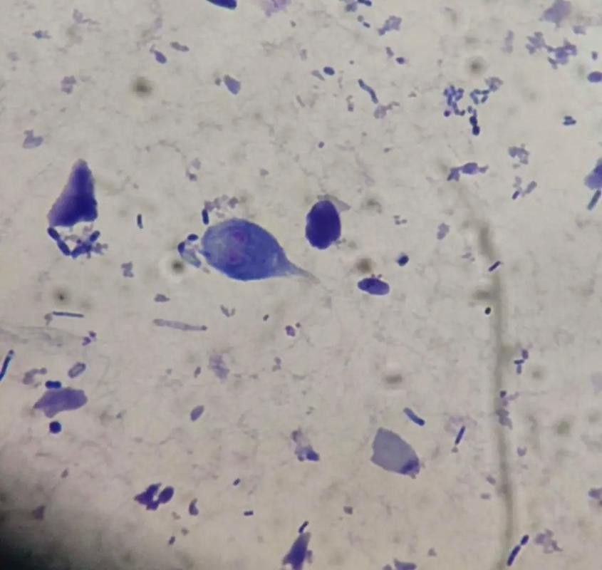 如何預防龍貓感染賈第鞭毛蟲？（如何預防龍貓感染賈第鞭毛蟲）