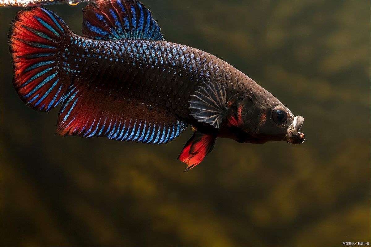 曼龍魚多久適應人工洞穴（曼龍魚對人工洞穴的適應時間通常與養殖環境設置密切相關） 曼龍魚多久適應人工洞穴（曼龍魚對人工洞穴的適應時間通常與養殖環境設置密切相關） 龍魚百科 第3張