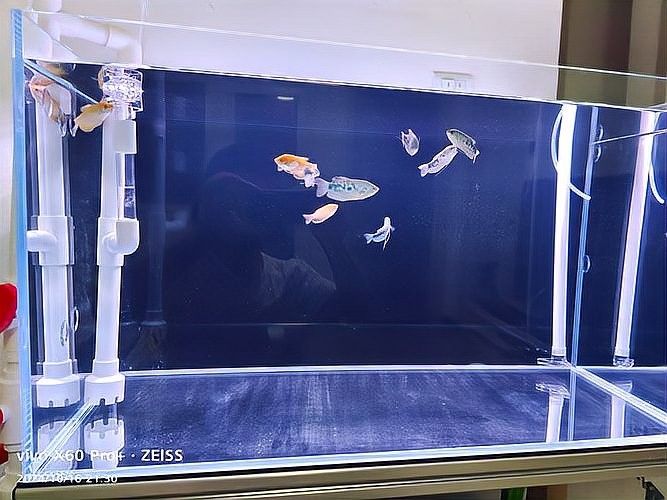 曼龍魚多久適應人工洞穴（曼龍魚對人工洞穴的適應時間通常與養殖環境設置密切相關） 曼龍魚多久適應人工洞穴（曼龍魚對人工洞穴的適應時間通常與養殖環境設置密切相關） 龍魚百科 第5張