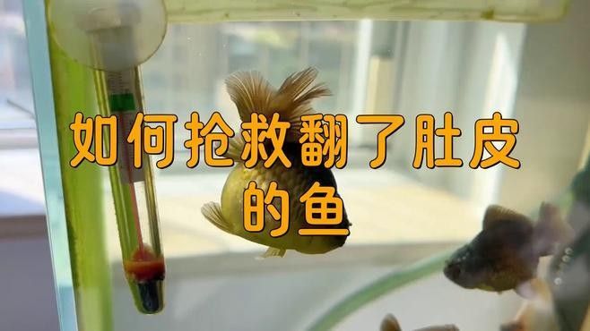 黃粉使用多久為一個療程，黃粉使用多久可以長期使用，黃粉使用注意事項清單