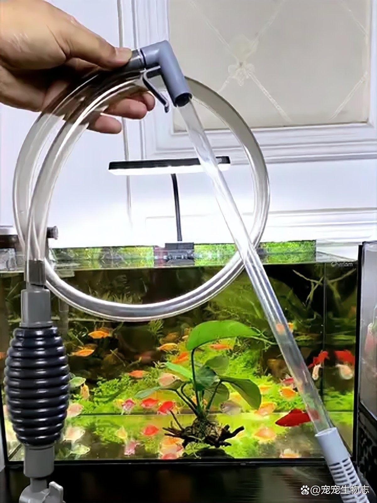 十大紅龍魚品牌簡要介紹，十大紅龍魚品牌介紹
