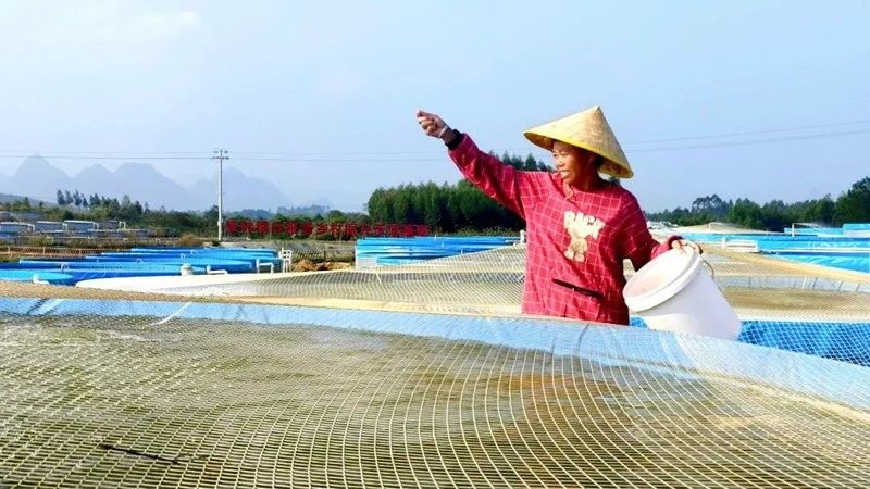 平桂哪個(gè)水族館龍魚好？祥龍魚場(chǎng)龍魚（廣西賀州市平桂區(qū)祥龍魚場(chǎng)聊城龍魚場(chǎng)聊城分店liaocheng） 平桂哪個(gè)水族館龍魚好？祥龍魚場(chǎng)龍魚（廣西賀州市平桂區(qū)祥龍魚場(chǎng)聊城龍魚場(chǎng)聊城分店liaocheng） 龍魚百科 第12張