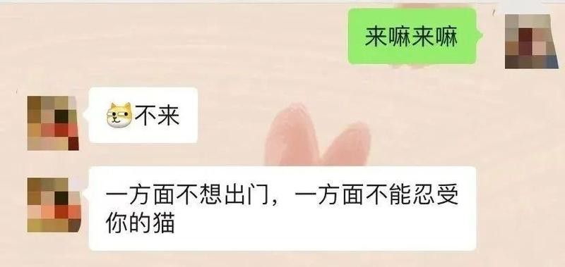 龍貓被貓嚇到會留下心理陰影嗎（龍貓被嚇到會留下心理陰影嗎） 龍貓被貓嚇到會留下心理陰影嗎（龍貓被嚇到會留下心理陰影嗎） 龍魚百科 第4張