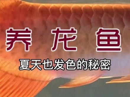 龍魚飼料魚的最佳投喂頻率（深哥養(yǎng)龍魚應(yīng)該注意些什么最佳投喂頻率是確保其健康和活力的關(guān)鍵因素之一）