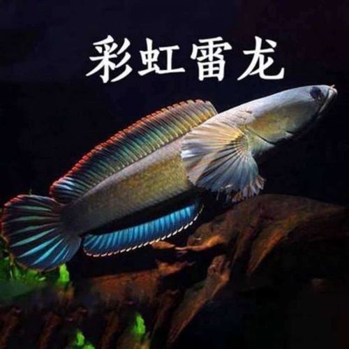 哪里可以買到巴卡雷龍魚？（巴卡雷龍魚的購買途徑）