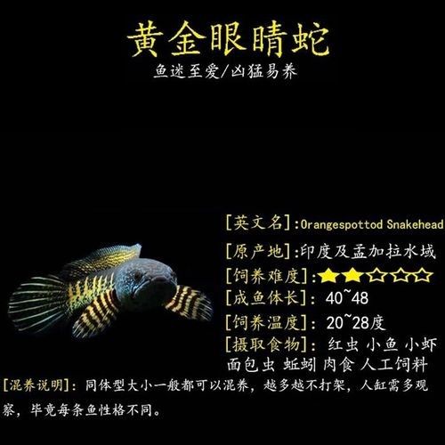 哪里可以買到巴卡雷龍魚？（巴卡雷龍魚的購買途徑）