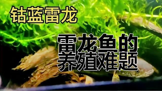 雷龍魚飼養(yǎng)難度大嗎（新手養(yǎng)雷龍魚需要注意哪些問題才能避免常見錯誤汐影劇場） 雷龍魚飼養(yǎng)難度大嗎（新手養(yǎng)雷龍魚需要注意哪些問題才能避免常見錯誤汐影劇場） 龍魚百科 第3張