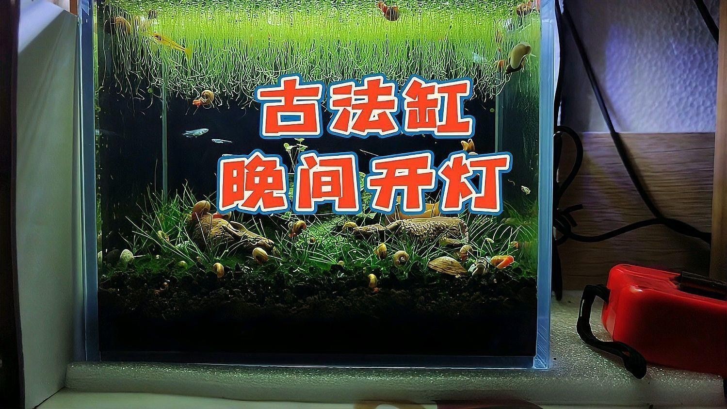 魚缸燈的最佳使用時間（關于魚缸燈的最佳使用時間，魚缸燈的最佳使用時間指南）
