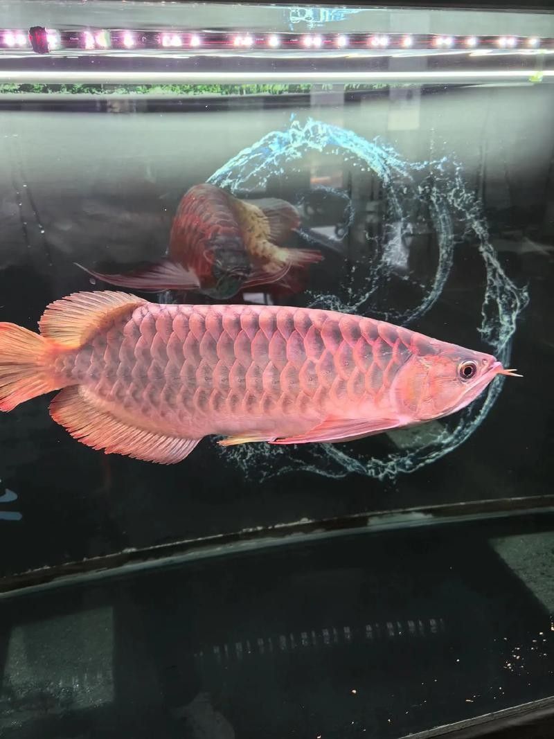 井陘礦哪個水族館龍魚好？祥龍魚場龍魚（井陘礦的龍魚愛好者們，你們是否在尋找一個能展示龍魚魅力的地方） 井陘礦哪個水族館龍魚好？祥龍魚場龍魚（井陘礦的龍魚愛好者們，你們是否在尋找一個能展示龍魚魅力的地方） 龍魚百科 第4張