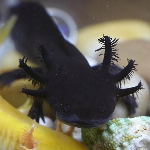 給我一些六角龍魚(yú)高清大圖（高清大圖展示了六角龍魚(yú)的美麗外觀）