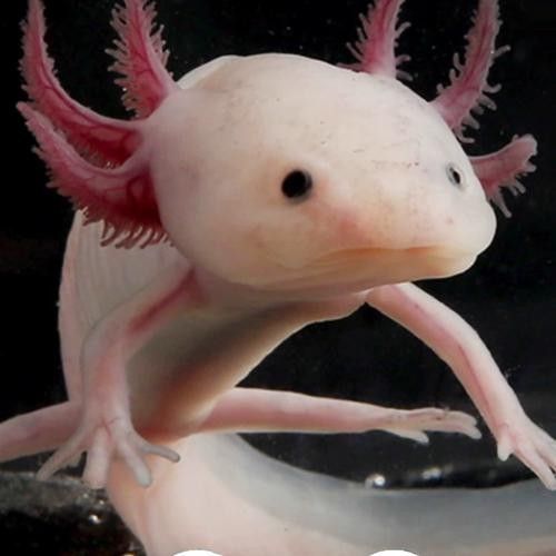 給我一些六角龍魚(yú)高清大圖（高清大圖展示了六角龍魚(yú)的美麗外觀）