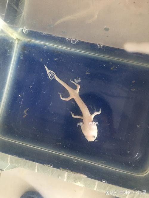 給我一些六角龍魚(yú)高清大圖（高清大圖展示了六角龍魚(yú)的美麗外觀）