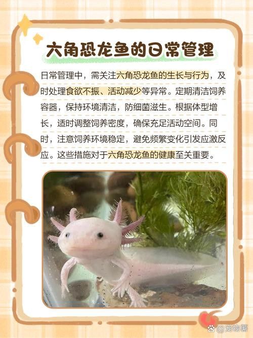 給我一些六角龍魚(yú)高清大圖（高清大圖展示了六角龍魚(yú)的美麗外觀）