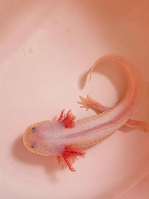 給我一些六角龍魚(yú)高清大圖（高清大圖展示了六角龍魚(yú)的美麗外觀）