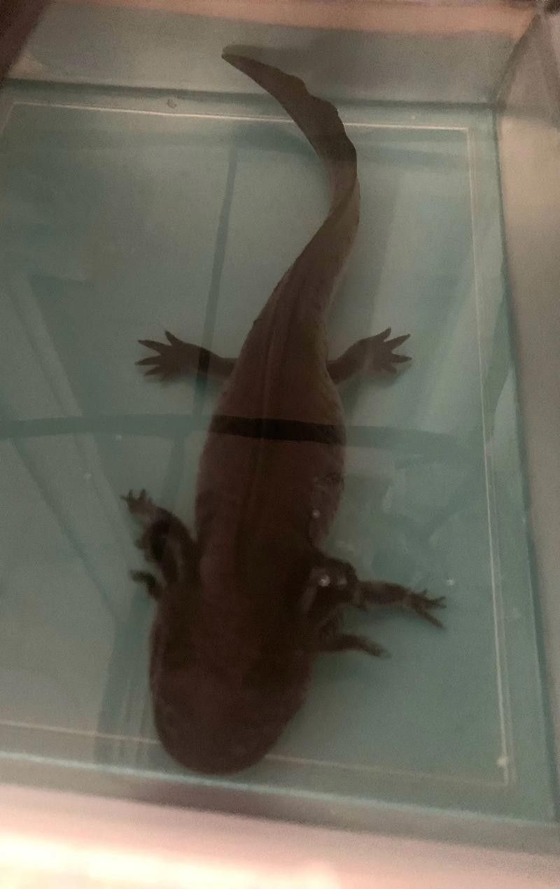 給我一些六角龍魚(yú)高清大圖（高清大圖展示了六角龍魚(yú)的美麗外觀）