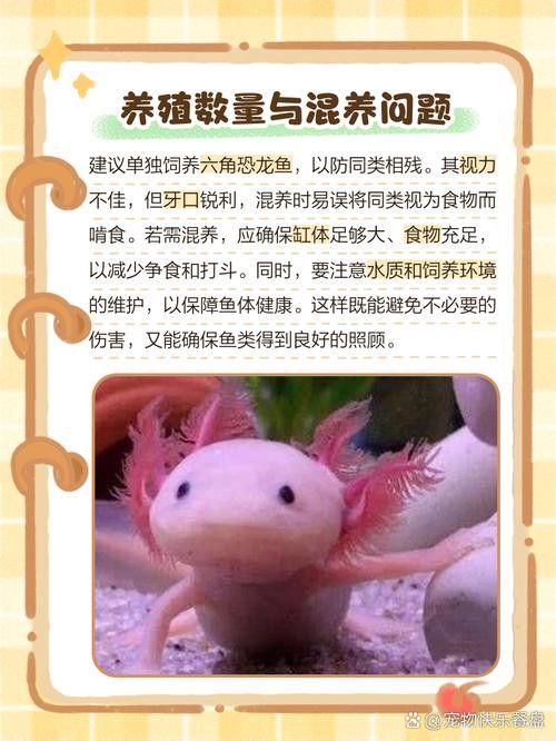 給我一些六角龍魚(yú)高清大圖（高清大圖展示了六角龍魚(yú)的美麗外觀）