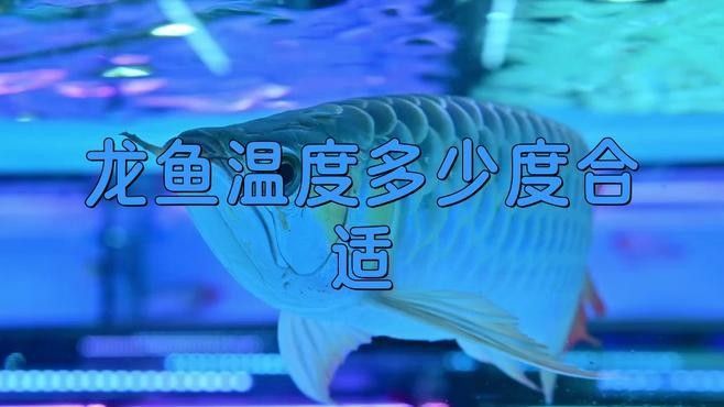 非洲黑龍魚的最佳飼養溫度是多少（非洲黑龍魚的最佳飼養溫度） 非洲黑龍魚的最佳飼養溫度是多少（非洲黑龍魚的最佳飼養溫度） 龍魚百科 第3張