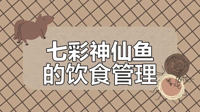 如何保證金龍魚和神仙魚的食物充足（農(nóng)村仔恩軍金龍魚飼養(yǎng)技巧:水溫、水質(zhì)、水質(zhì)、喂食全攻略）