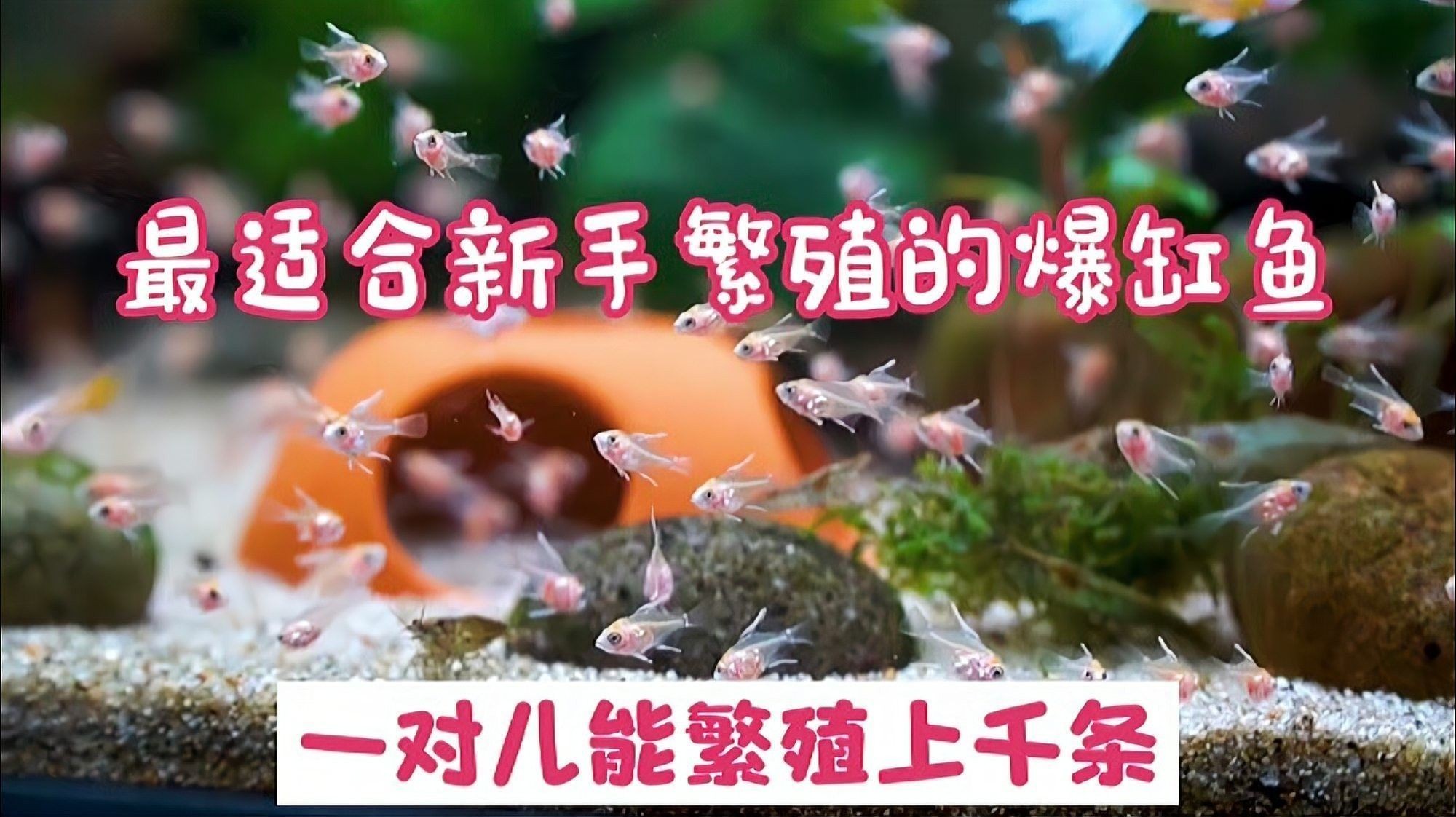 如何保證金龍魚和神仙魚的食物充足（農(nóng)村仔恩軍金龍魚飼養(yǎng)技巧:水溫、水質(zhì)、水質(zhì)、喂食全攻略）
