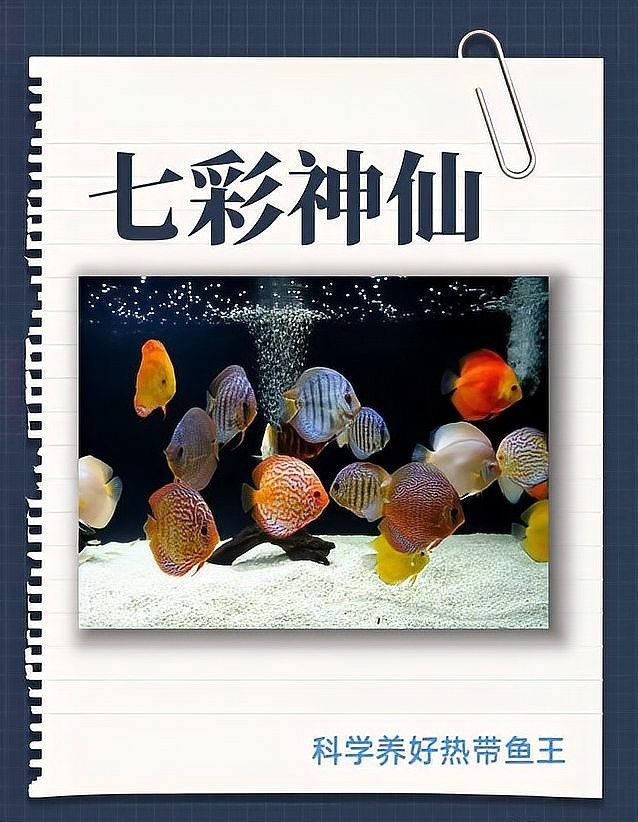 如何保證金龍魚和神仙魚的食物充足（農(nóng)村仔恩軍金龍魚飼養(yǎng)技巧:水溫、水質(zhì)、水質(zhì)、喂食全攻略）