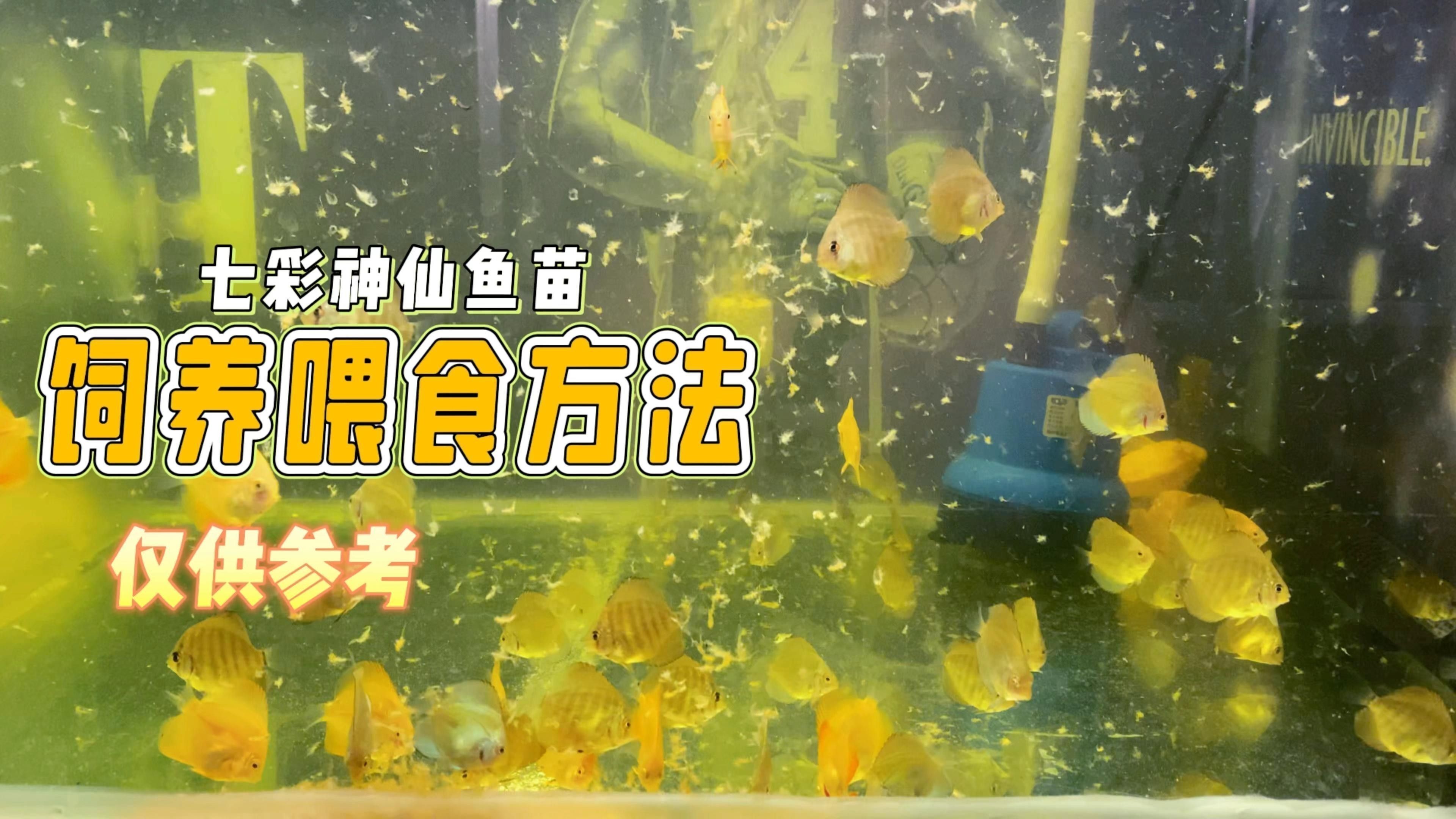 如何保證金龍魚和神仙魚的食物充足（農(nóng)村仔恩軍金龍魚飼養(yǎng)技巧:水溫、水質(zhì)、水質(zhì)、喂食全攻略）