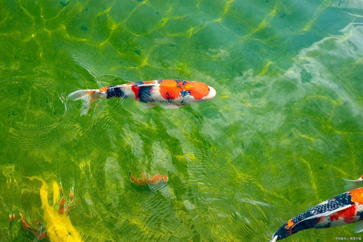 如何保證金龍魚和神仙魚的食物充足（農(nóng)村仔恩軍金龍魚飼養(yǎng)技巧:水溫、水質(zhì)、水質(zhì)、喂食全攻略）
