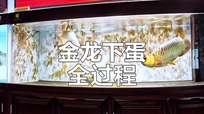 紅金龍魚繁殖視頻高清版（紅金龍魚的繁殖過程）