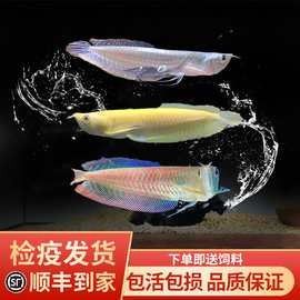 冷水龍魚苗的價格范圍是多少（龍魚苗多少錢一只） 冷水龍魚苗的價格范圍是多少（龍魚苗多少錢一只） 龍魚百科 第17張
