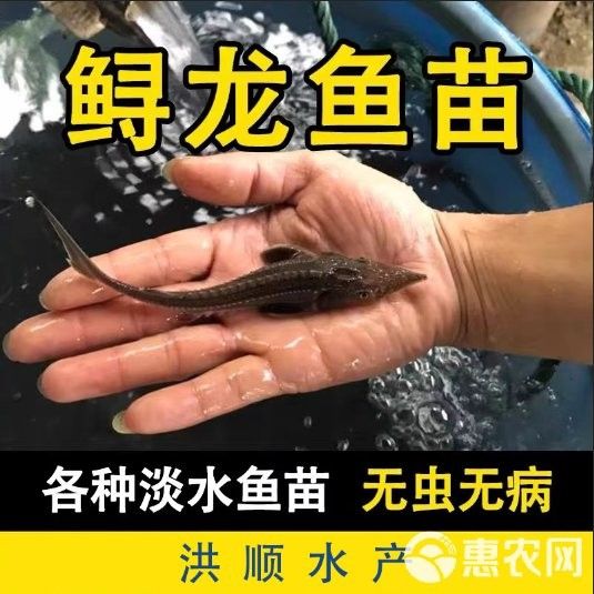 冷水龍魚苗的價格范圍是多少（龍魚苗多少錢一只） 冷水龍魚苗的價格范圍是多少（龍魚苗多少錢一只） 龍魚百科 第14張