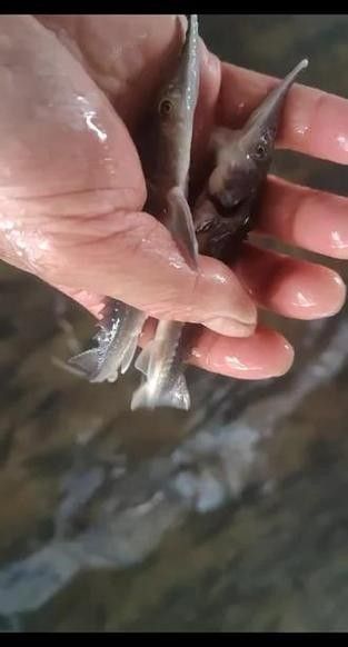 冷水龍魚苗的價格范圍是多少（龍魚苗多少錢一只） 冷水龍魚苗的價格范圍是多少（龍魚苗多少錢一只） 龍魚百科 第5張