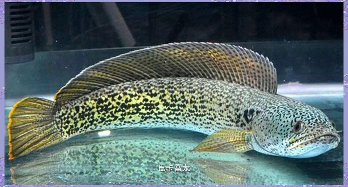 如何區分不同種類的雷龍魚（如何正確區分不同種類的雷龍魚）