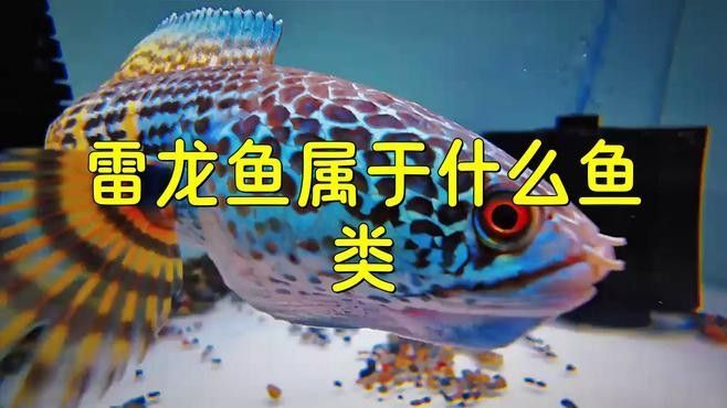 如何區分不同種類的雷龍魚（如何正確區分不同種類的雷龍魚）
