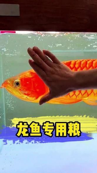 如何自制龍魚糧？（百度文庫龍魚飼料配方百度文庫龍魚飼料配方來襲）