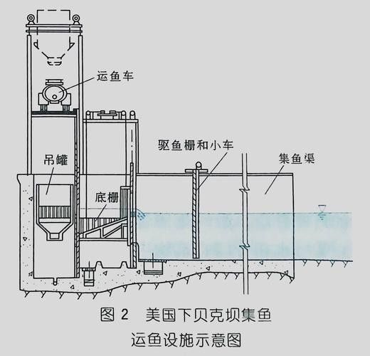 龍魚飼養需要哪些基礎設備（龍魚飼養基礎設備）