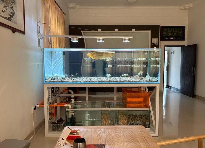 龍魚飼養需要哪些基礎設備（龍魚飼養基礎設備）