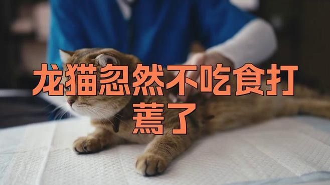 龍貓消化不良會復發嗎？（龍貓消化不良可能會復發，龍貓消化不良復發怎么辦）