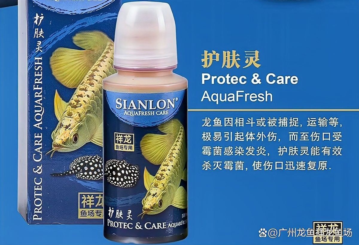如何聯系呼和浩特龍魚祥龍魚場（呼和浩特龍魚祥龍魚場如何聯系呼和浩特龍魚祥龍魚場） 如何聯系呼和浩特龍魚祥龍魚場（呼和浩特龍魚祥龍魚場如何聯系呼和浩特龍魚祥龍魚場） 龍魚百科 第10張