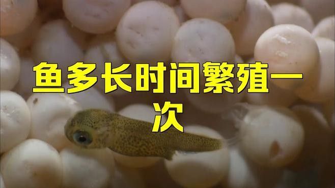 過背金龍魚繁殖頻率是多久一次（過背金龍魚的繁殖頻率） 過背金龍魚繁殖頻率是多久一次（過背金龍魚的繁殖頻率） 龍魚百科 第2張