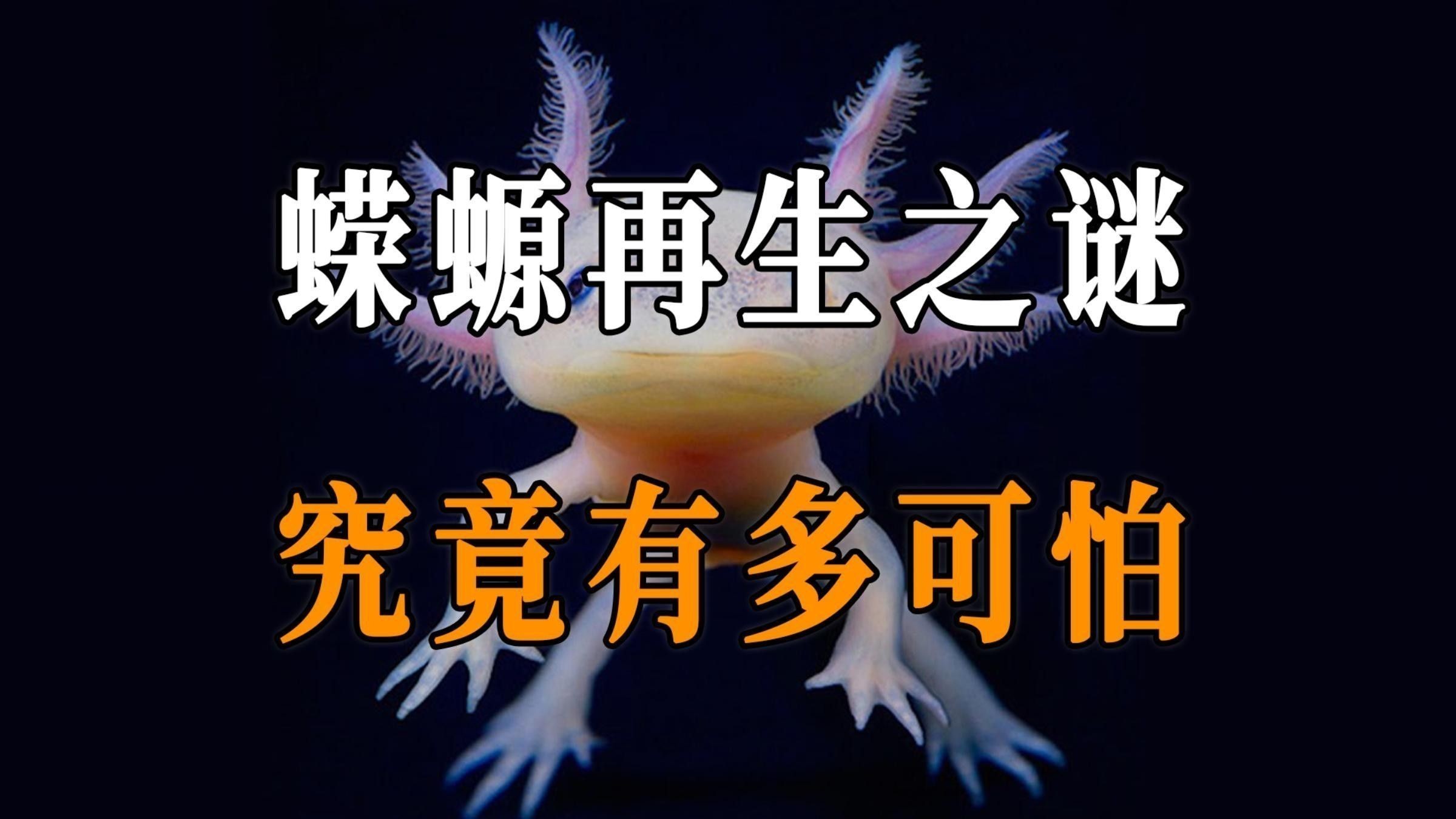 恐龍魚再生能力有多強？（恐龍魚的再生能力）