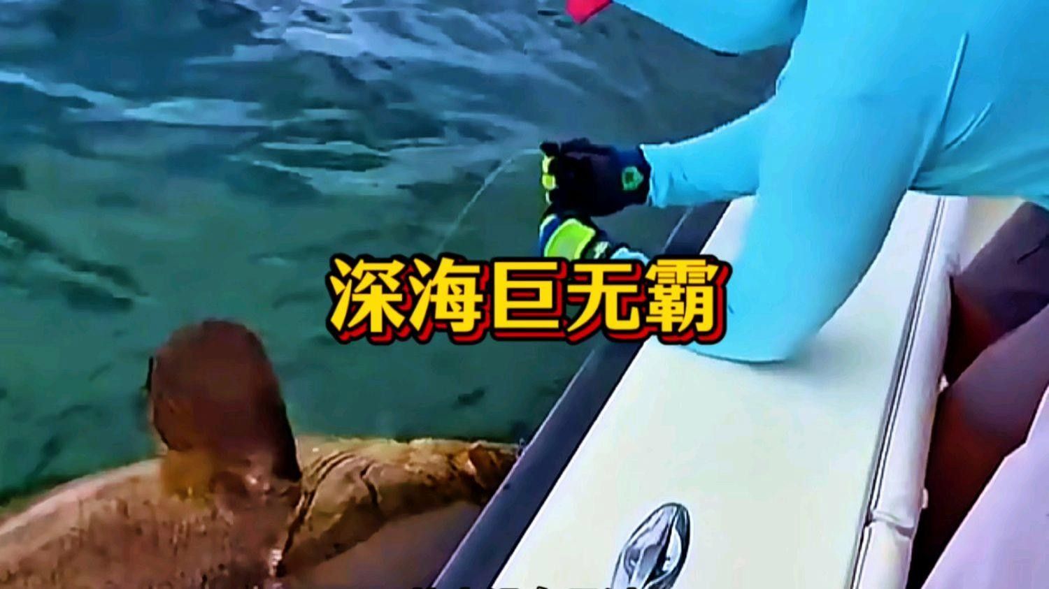 哪些魚適合吃活餌？（吃活餌的魚類）