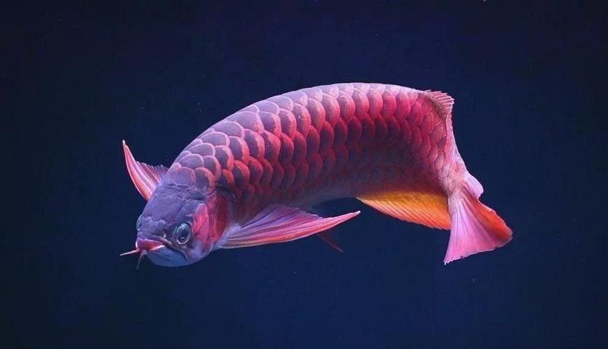 紅龍魚燈光搭配案例（如何為紅龍魚提供合適的燈光搭配方案）