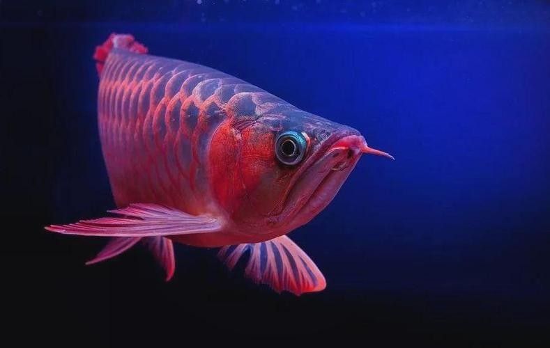 紅龍魚燈光搭配案例（如何為紅龍魚提供合適的燈光搭配方案）